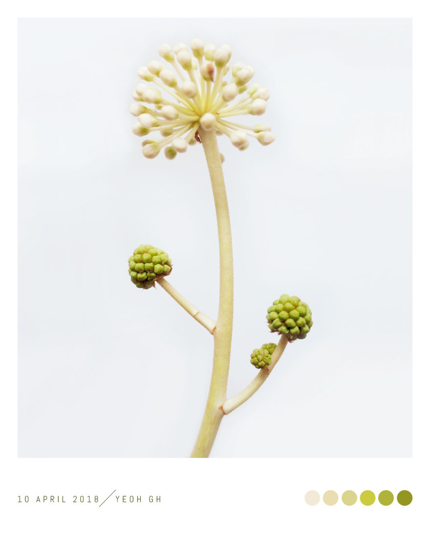 Discover The Color Of Plants And Make You Feel Better Every Day!