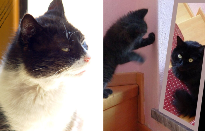 My Cat Is More Famous Than Me