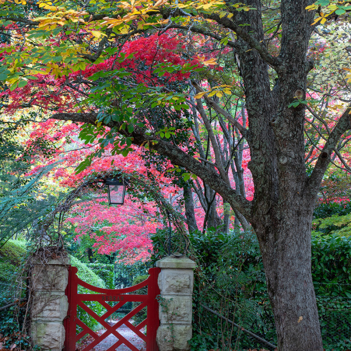 I Documented The Magical Autumn In Australia