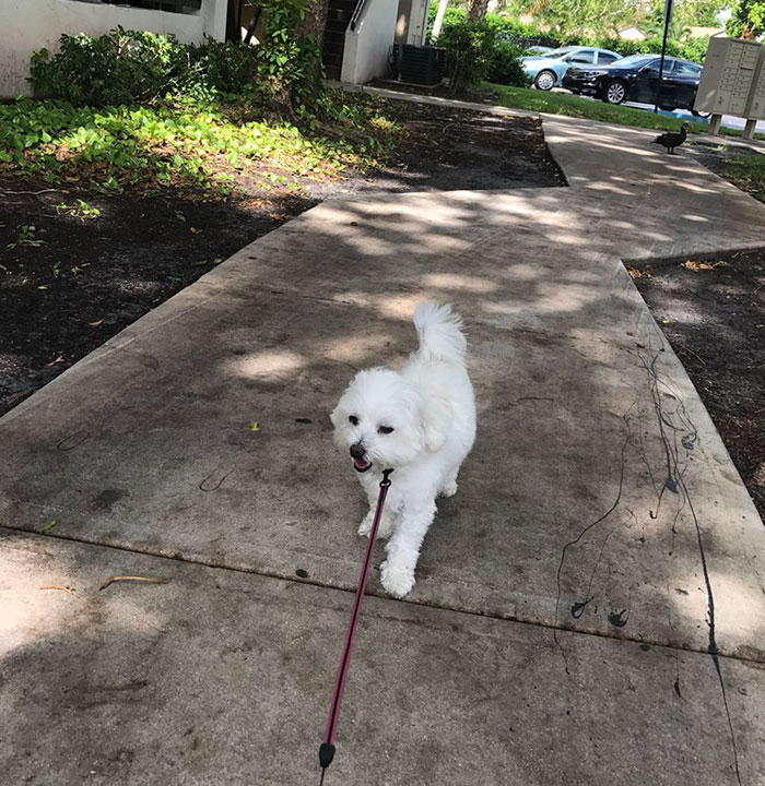 Son Notices Something Weird When His Dad Picks Dog Up From Groomer, And People Are Dying From Laughter