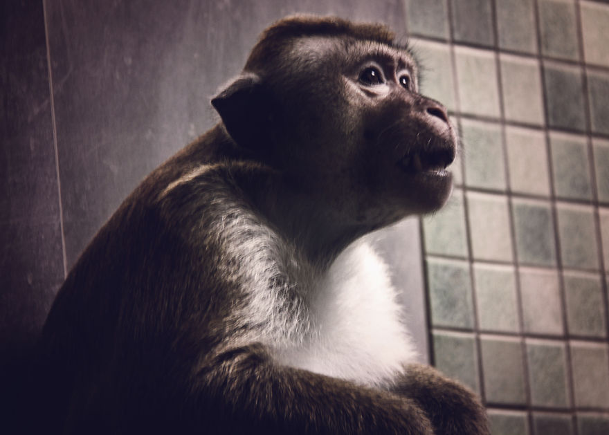 The Photography Session That Would Show You Why You Shouldn't Go To The Zoo Anymore