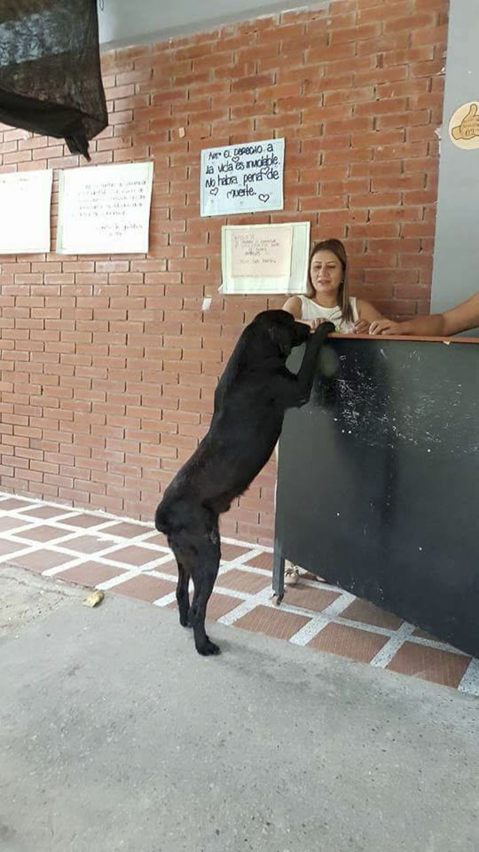 After Seeing Students Use Money To Buy Food, Dog Uses Leaves To Get Some Too