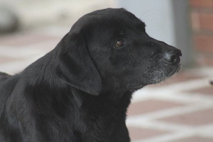 After Seeing Students Use Money To Buy Food, Dog Uses Leaves To Get Some Too