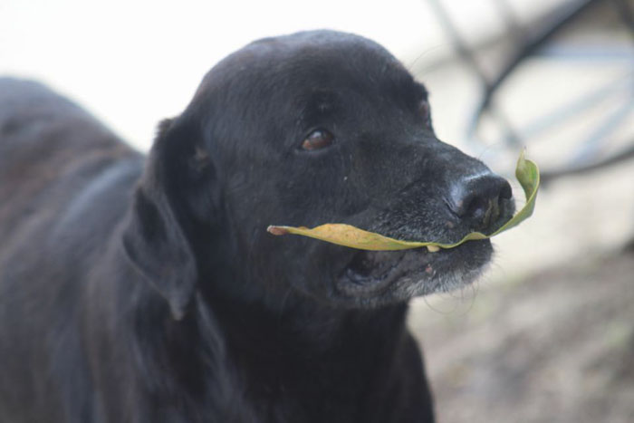 After Seeing Students Use Money To Buy Food, Dog Uses Leaves To Get Some Too After Seeing Students Use Money To Buy Food, Dog Uses Leaves To Get Some Too