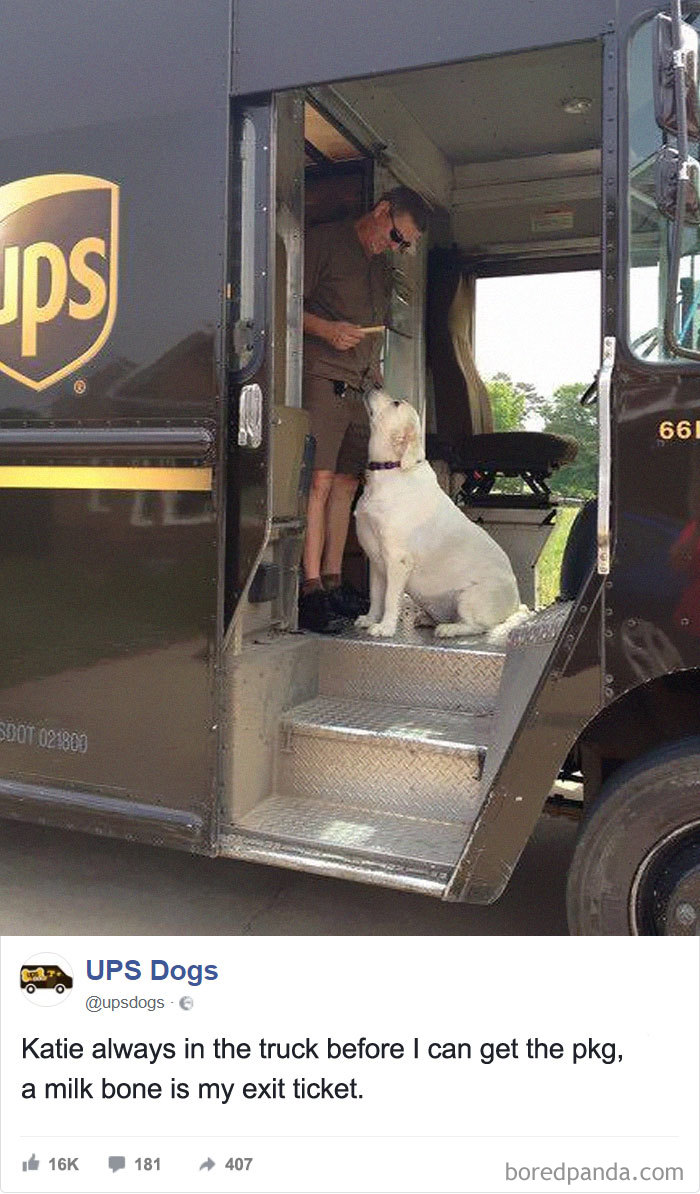 Drivers-Meet-Animals-Ups-Dogs