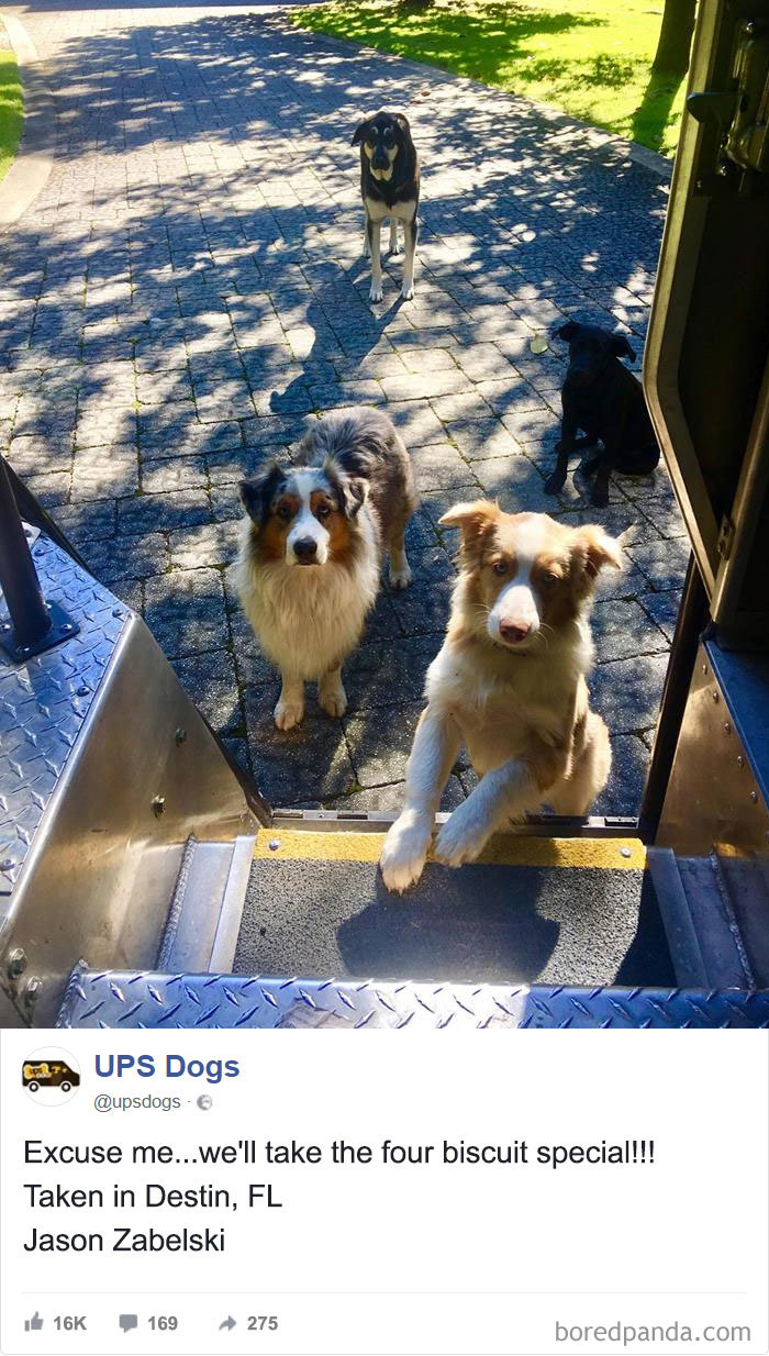 Drivers-Meet-Animals-Ups-Dogs