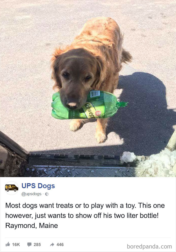 Drivers-Meet-Animals-Ups-Dogs