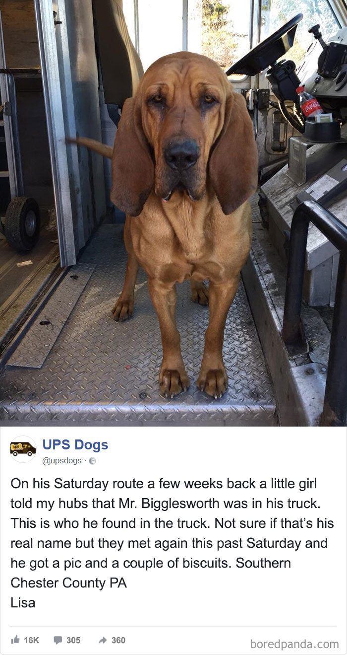 Drivers-Meet-Animals-Ups-Dogs