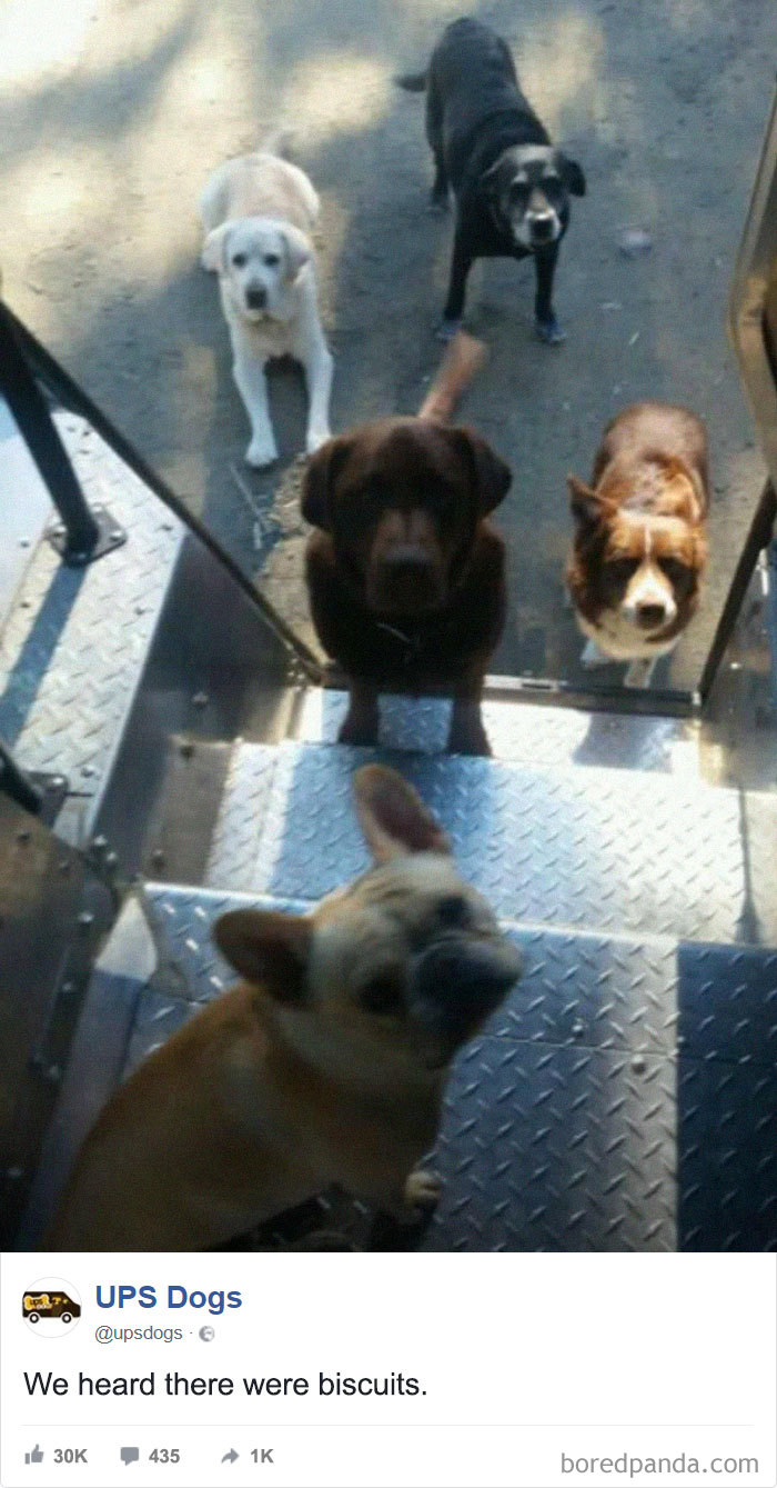 Ups Dogs