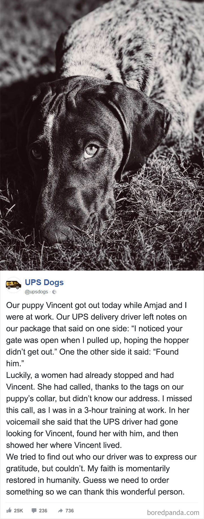 Ups Dogs