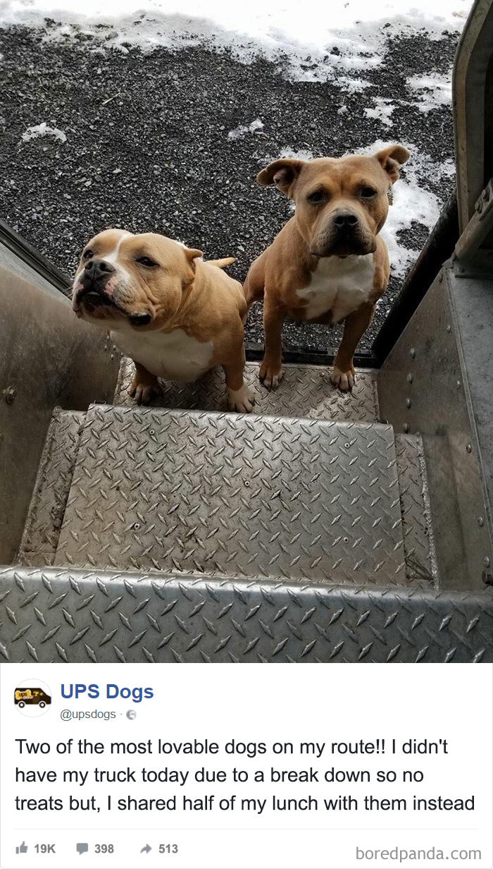 Ups Dogs