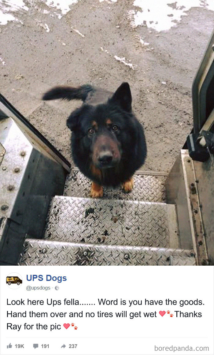 Ups Dogs