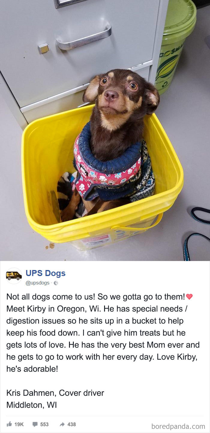 Ups Dogs