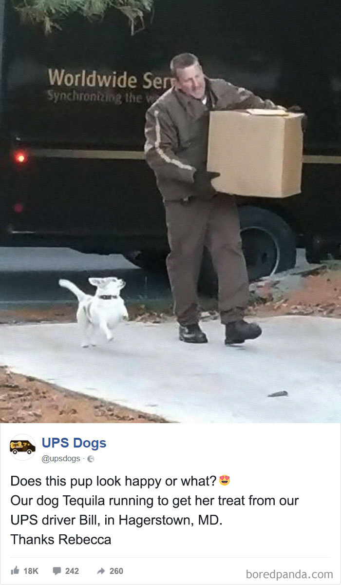 Ups Dogs