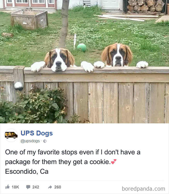 Ups Dogs
