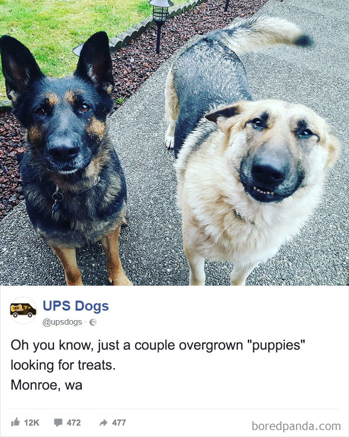 Drivers-Meet-Animals-Ups-Dogs