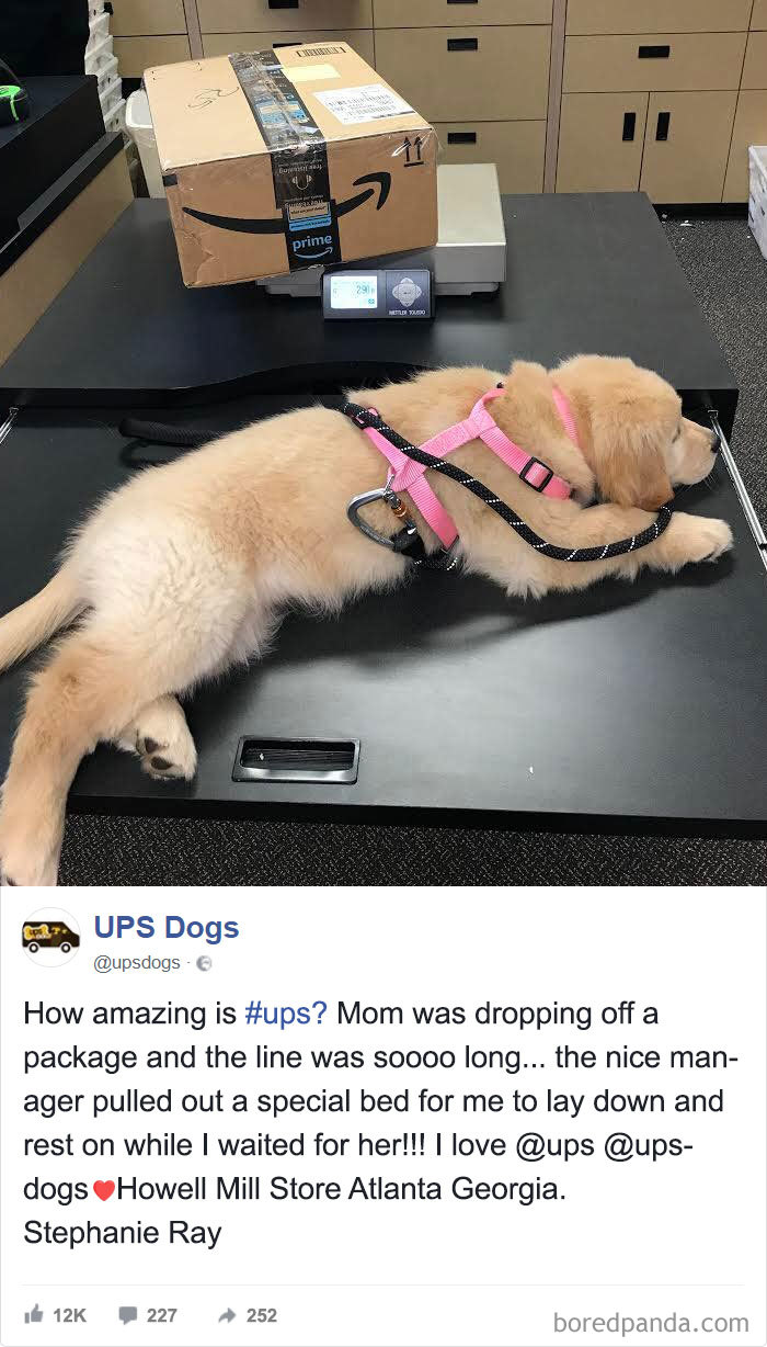 Drivers-Meet-Animals-Ups-Dogs