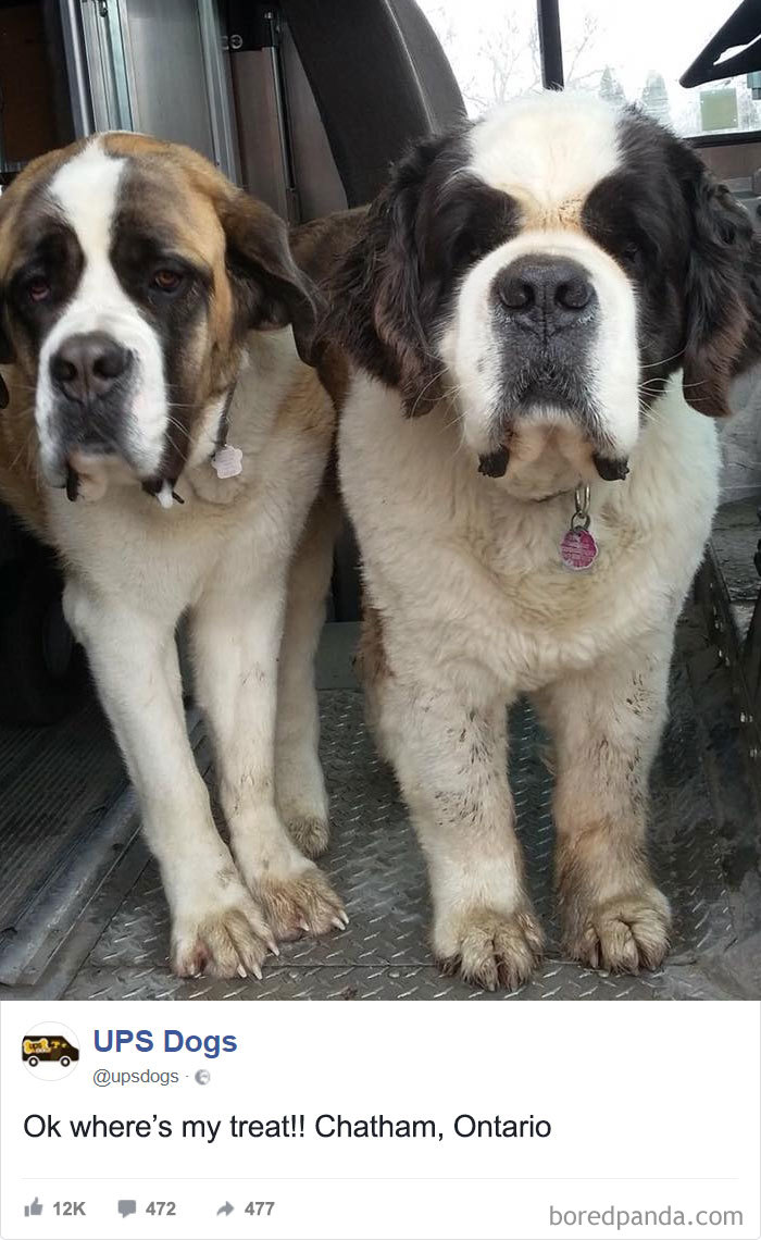 Drivers-Meet-Animals-Ups-Dogs