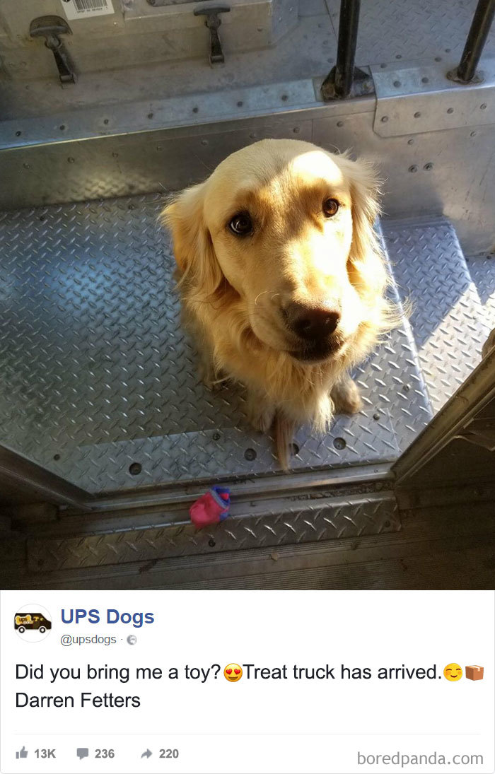 Drivers-Meet-Animals-Ups-Dogs