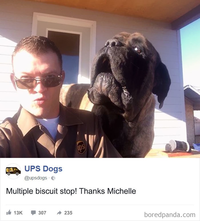 Drivers-Meet-Animals-Ups-Dogs