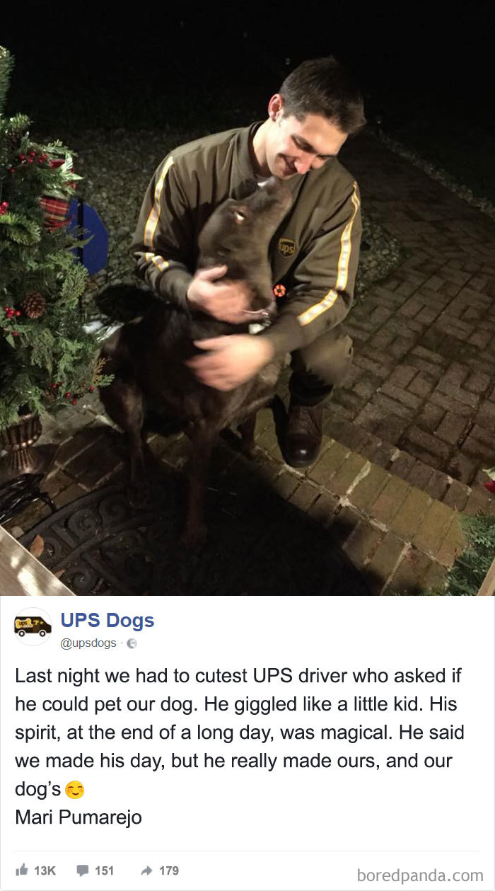 Drivers-Meet-Animals-Ups-Dogs