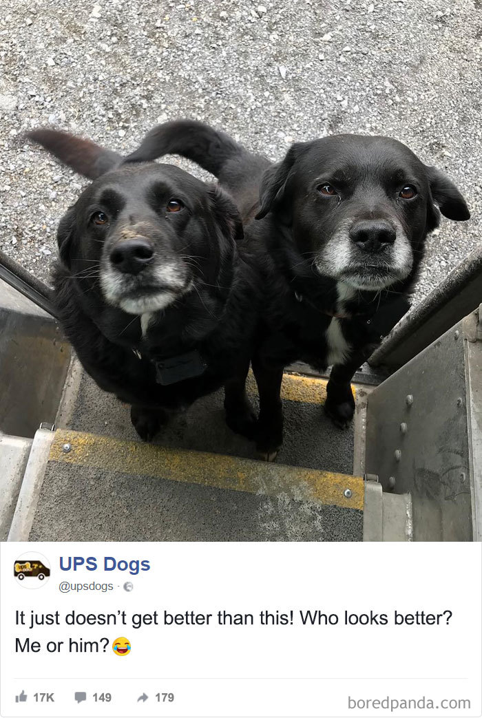 Drivers-Meet-Animals-Ups-Dogs