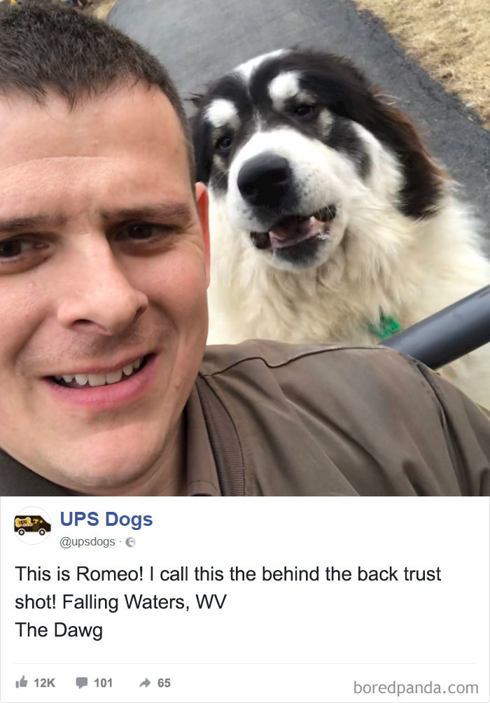 Drivers-Meet-Animals-Ups-Dogs