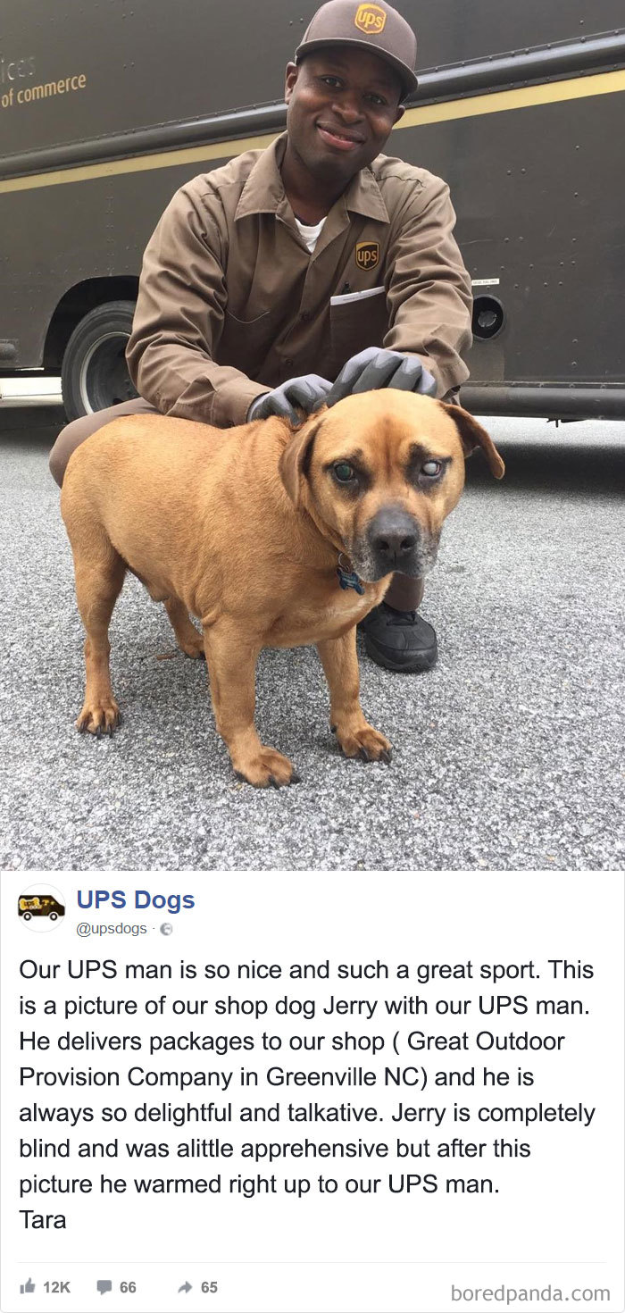 Drivers-Meet-Animals-Ups-Dogs