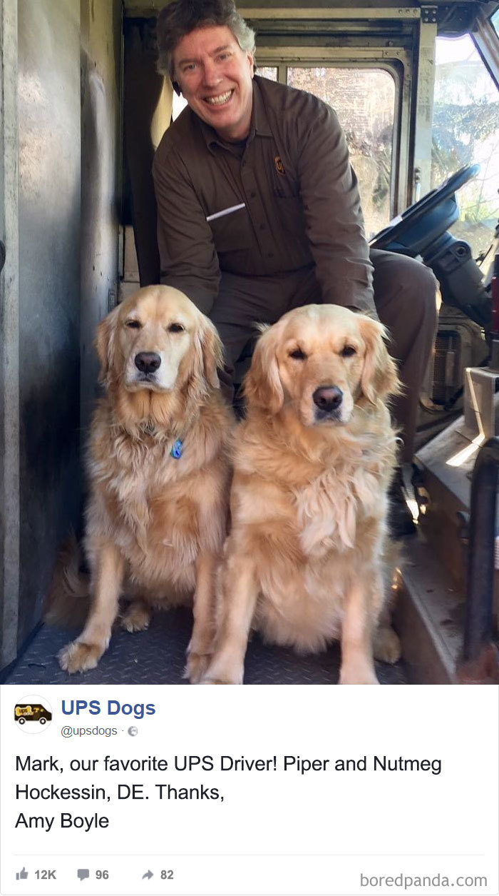 Drivers-Meet-Animals-Ups-Dogs