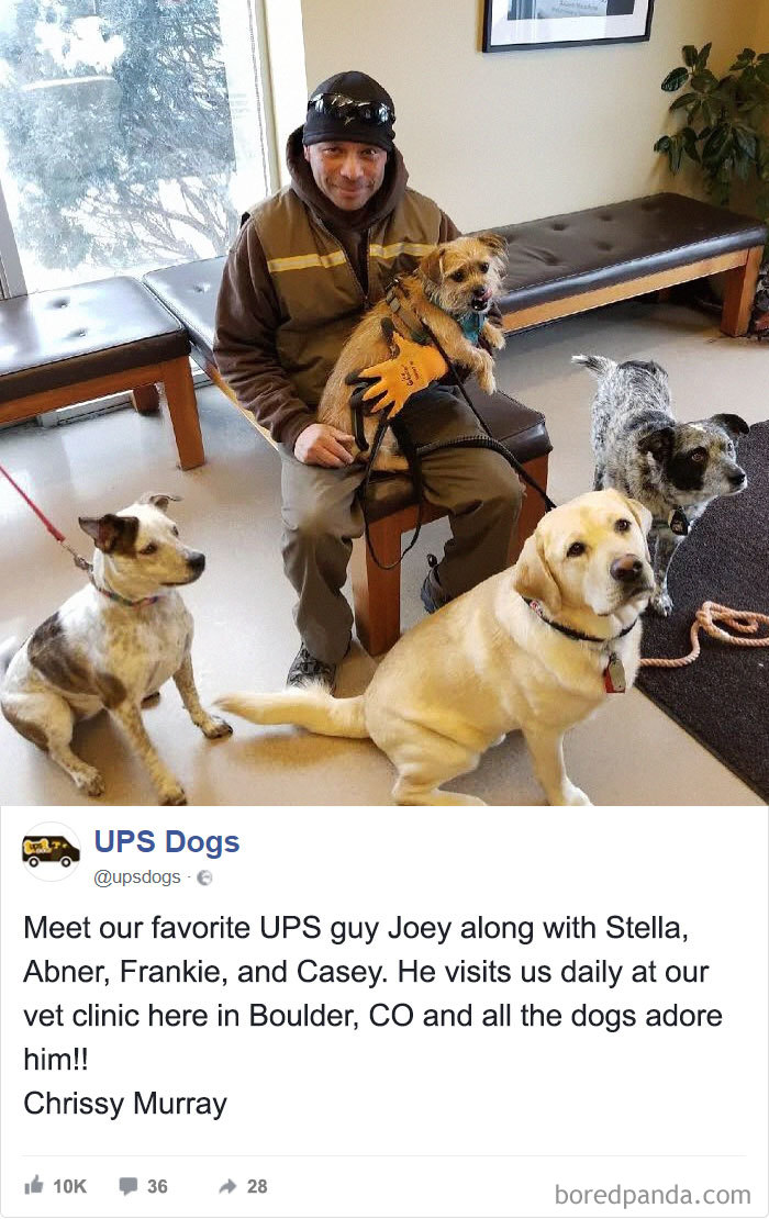 Drivers-Meet-Animals-Ups-Dogs