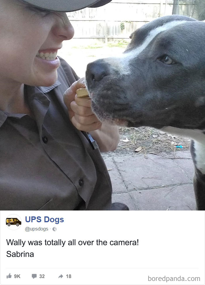 Drivers-Meet-Animals-Ups-Dogs