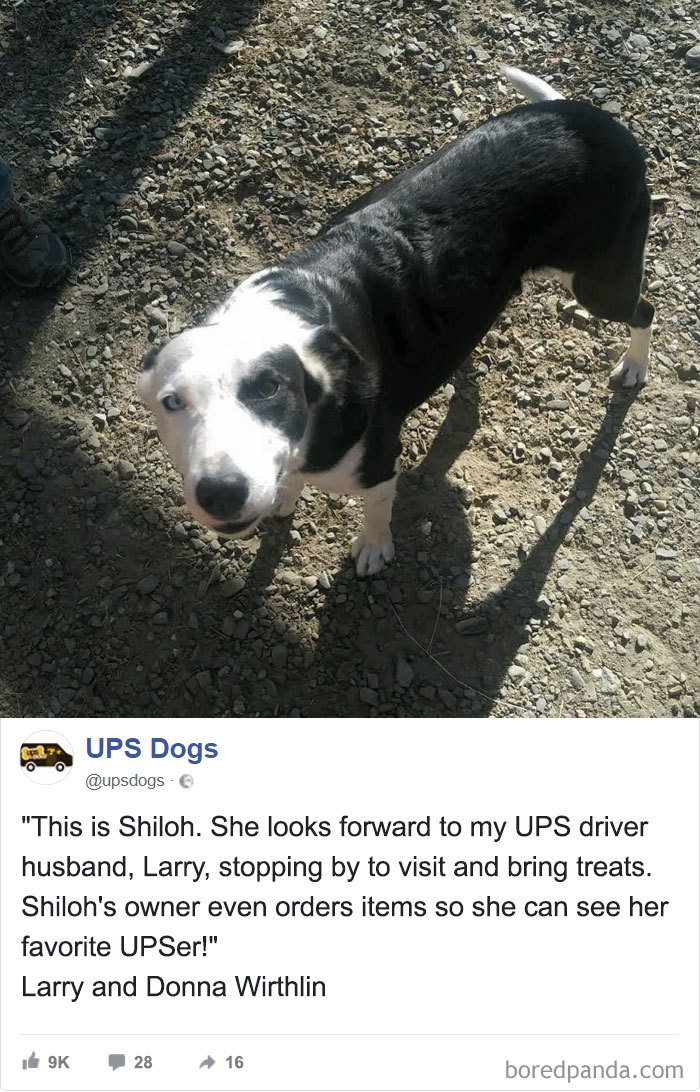 Drivers-Meet-Animals-Ups-Dogs