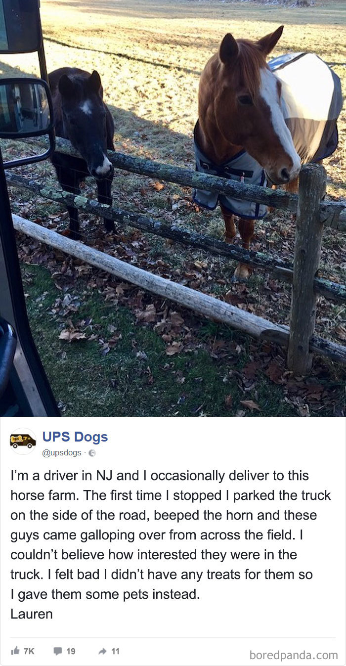 Drivers-Meet-Animals-Ups-Dogs