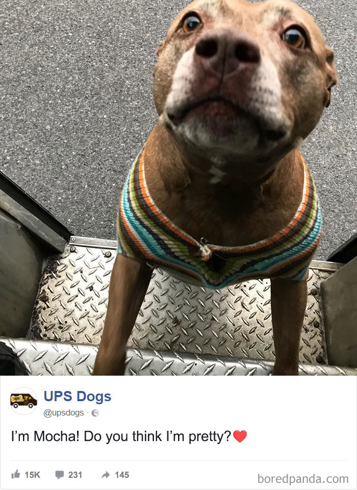 Drivers-Meet-Animals-Ups-Dogs