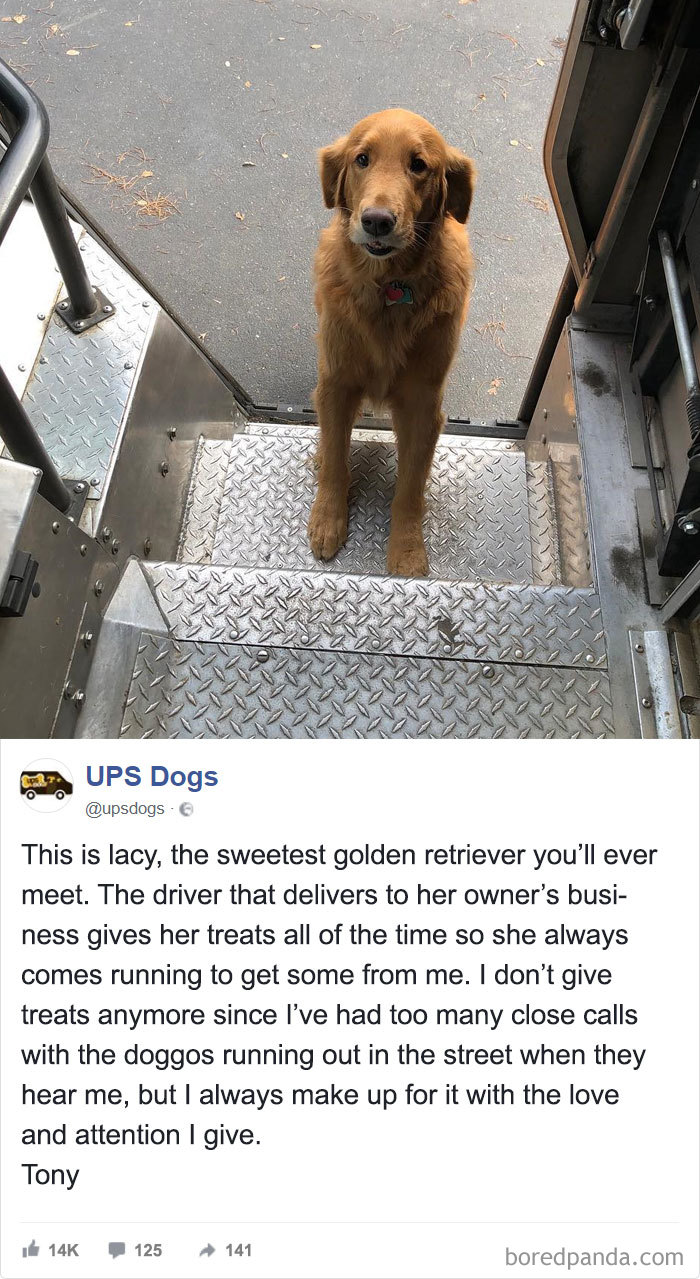 Drivers-Meet-Animals-Ups-Dogs