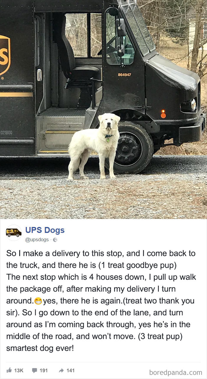 Drivers-Meet-Animals-Ups-Dogs