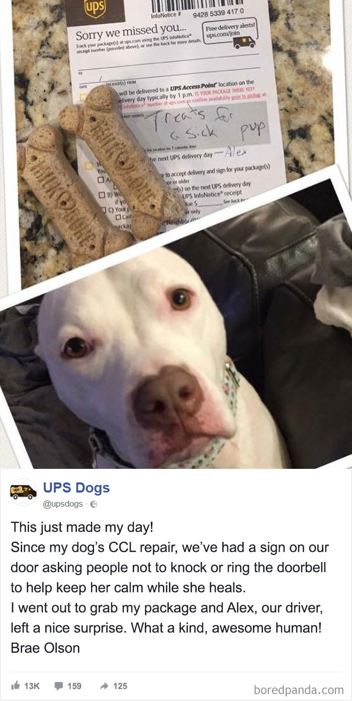 Drivers-Meet-Animals-Ups-Dogs