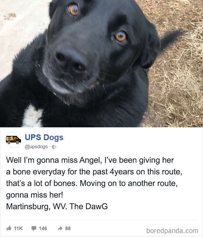 Drivers-Meet-Animals-Ups-Dogs