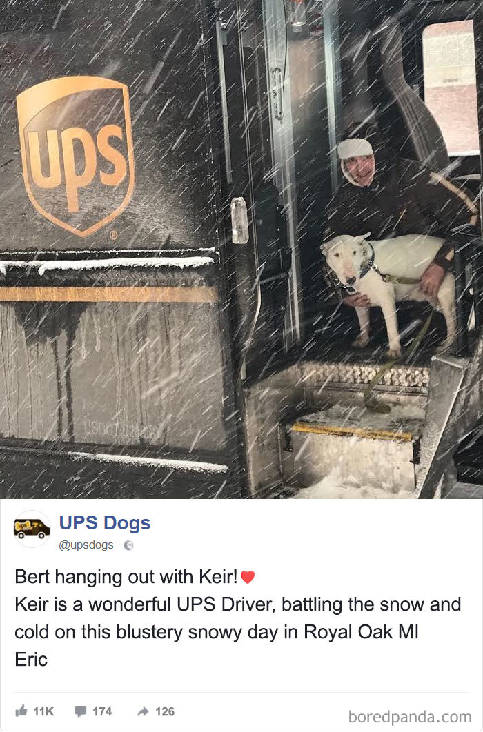 Drivers-Meet-Animals-Ups-Dogs