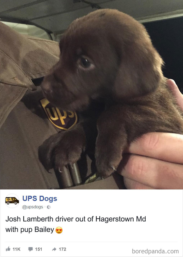 Drivers-Meet-Animals-Ups-Dogs