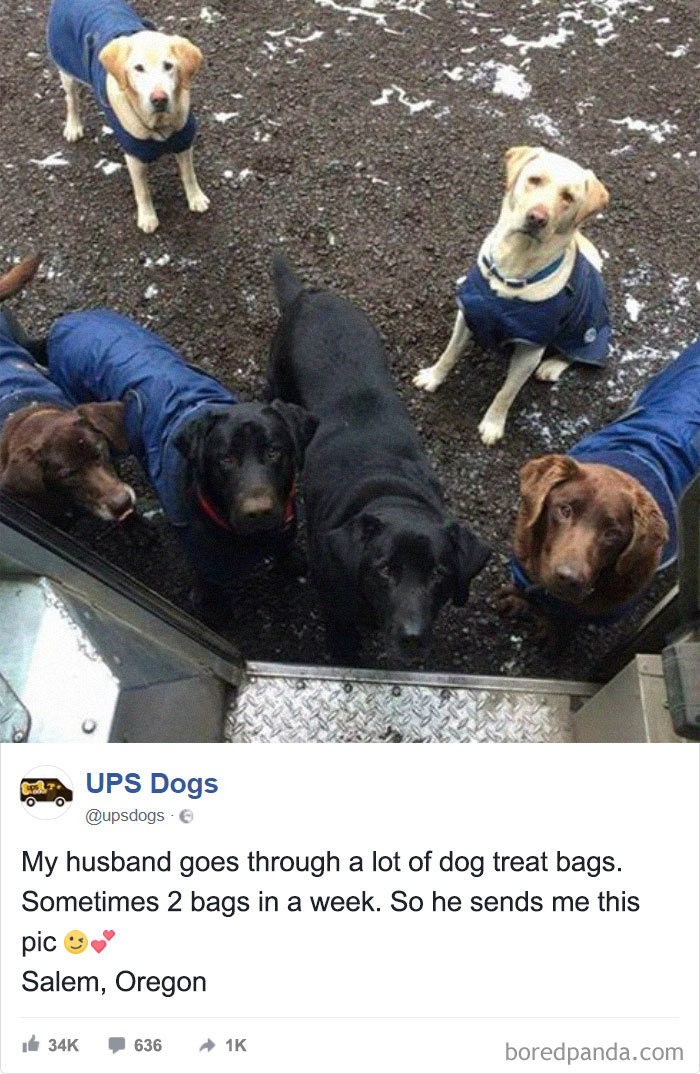 Ups Dogs