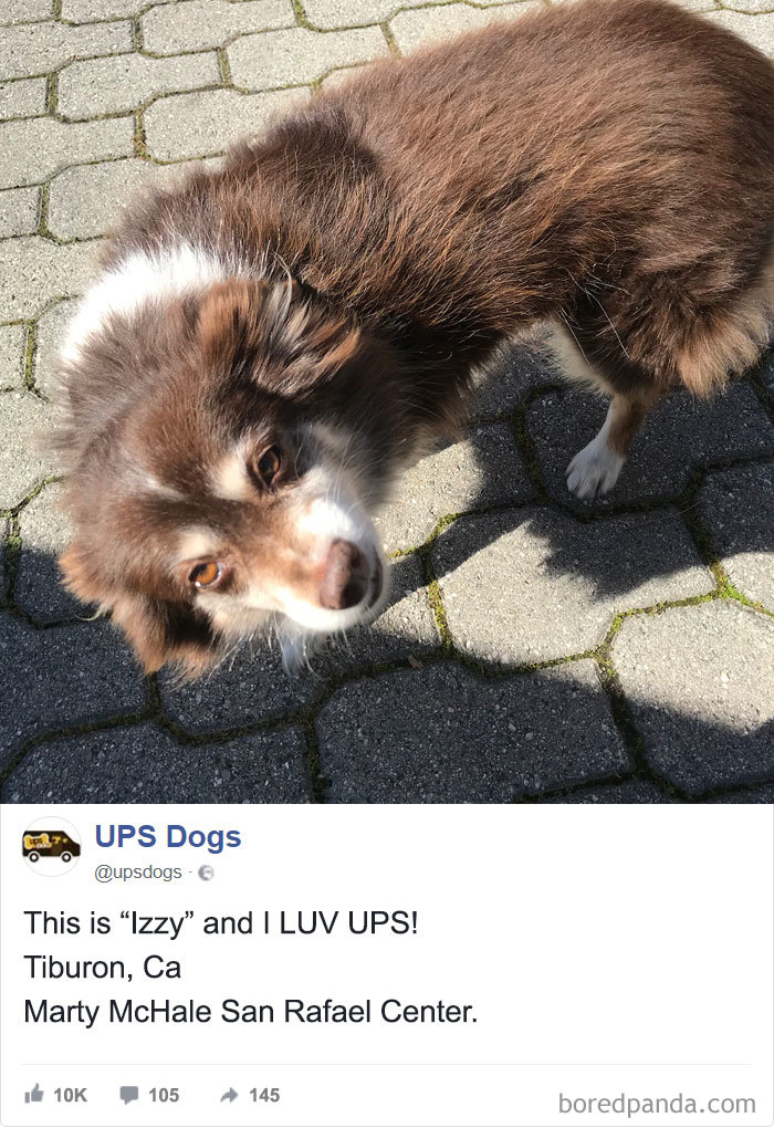 Drivers-Meet-Animals-Ups-Dogs