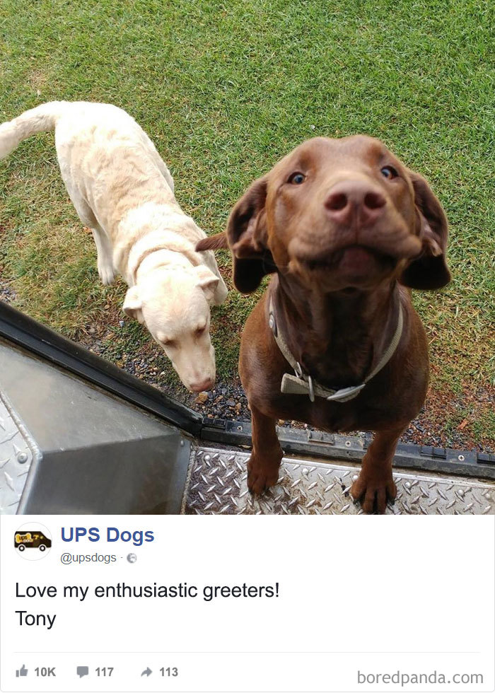 Drivers-Meet-Animals-Ups-Dogs