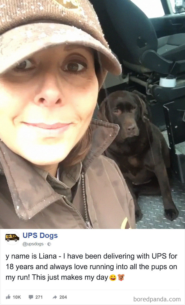 Drivers-Meet-Animals-Ups-Dogs