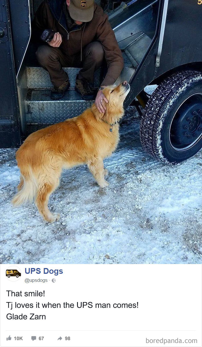 Drivers-Meet-Animals-Ups-Dogs