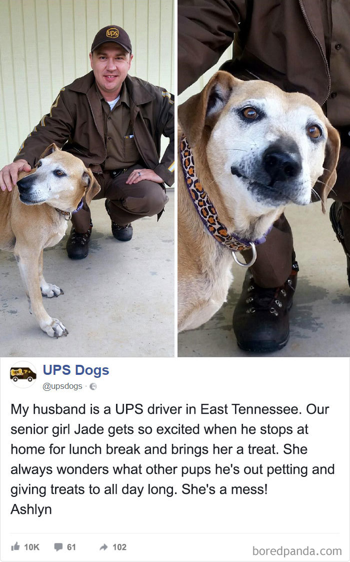 Drivers-Meet-Animals-Ups-Dogs