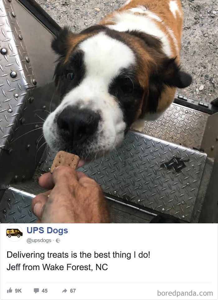 Drivers-Meet-Animals-Ups-Dogs