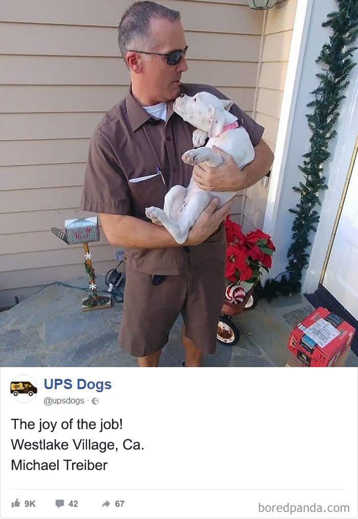 Drivers-Meet-Animals-Ups-Dogs