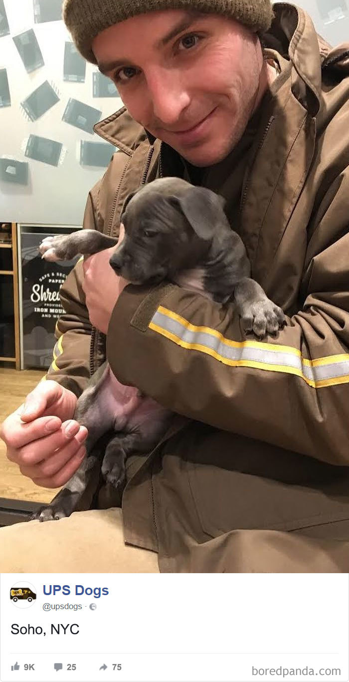 Drivers-Meet-Animals-Ups-Dogs