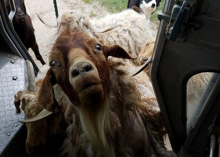 Los conductores de UPS sacan las fotos más interesantes en sus rutas, y no nos cansamos de ellas